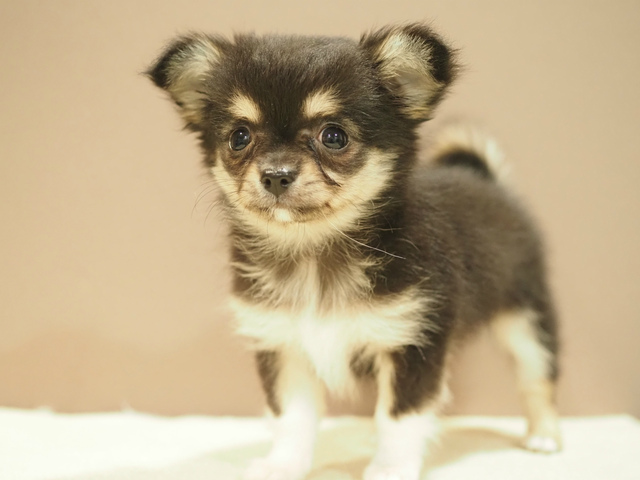 チワワの子犬出産！ブラックタン・ブリーダーズショップ(名古屋